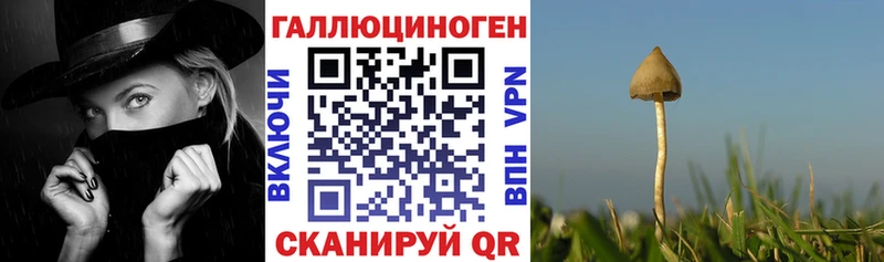 Галлюциногенные грибы Psilocybine cubensis  даркнет сайт  Кириши 